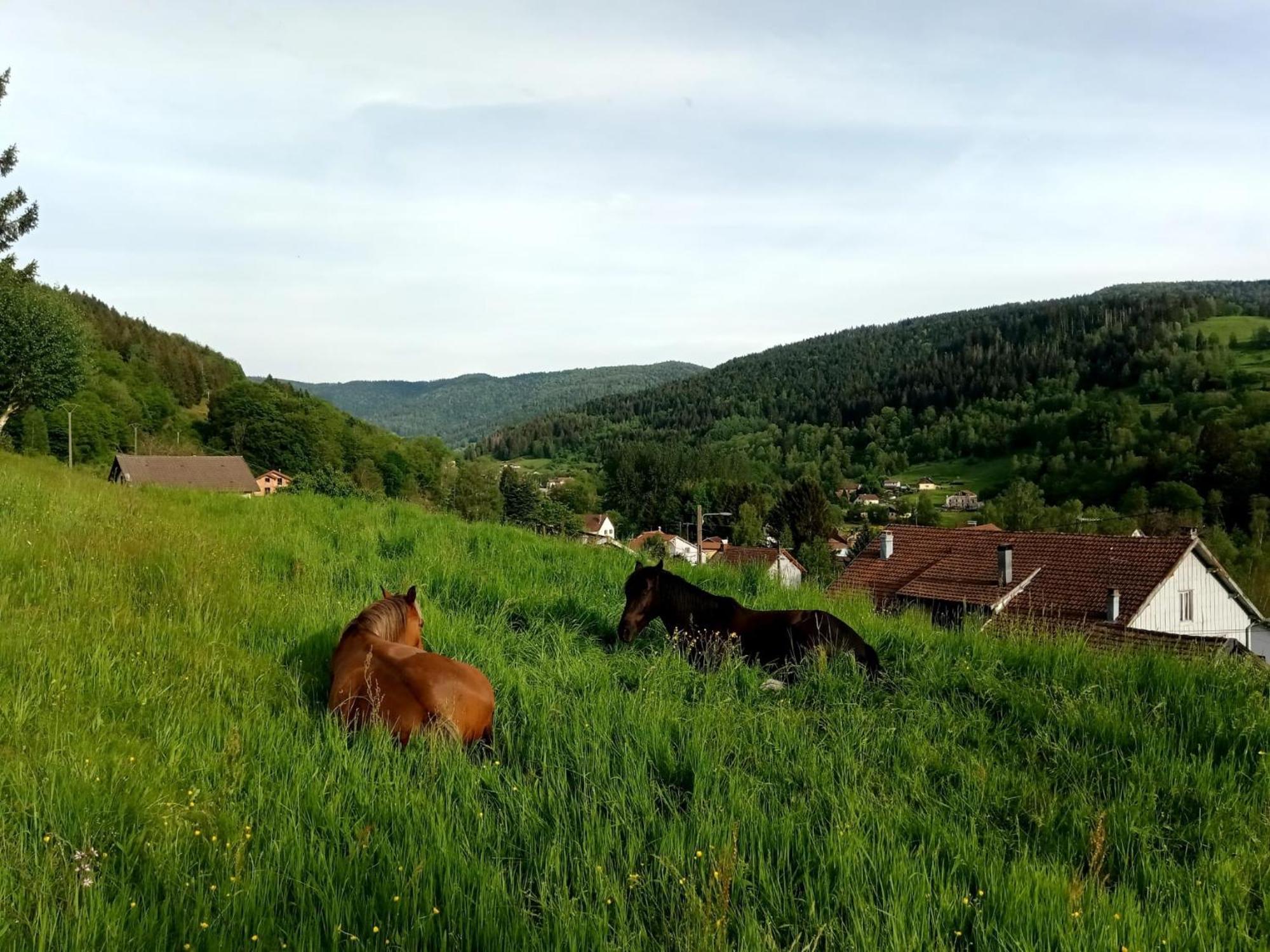 Gite De Famille Dans Les Vosges Saint-Maurice-sur-Moselle Buitenkant foto